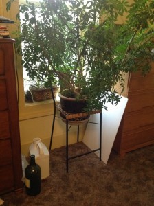 Cafe Stool Plant Stand